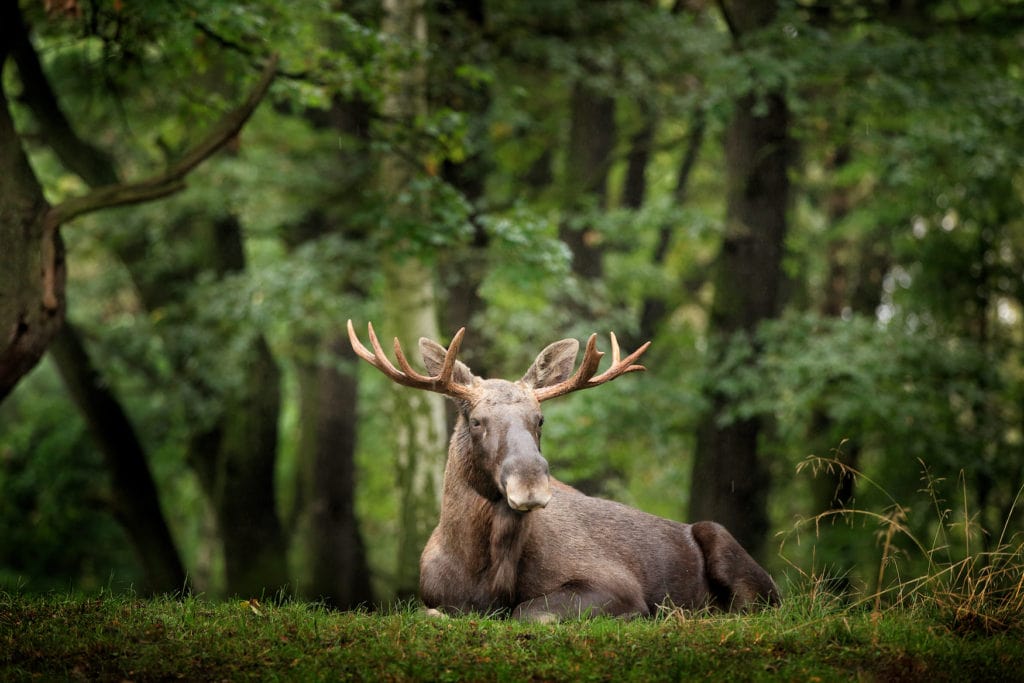 Moose lying on meadow. One of the wild animals that you can observe in Germany