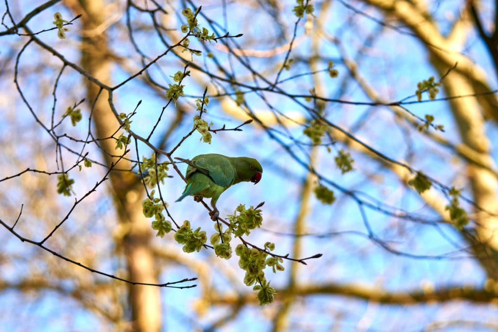 Wild animals in Germany can be seen in Cologne. Here you can see a collared parakeet