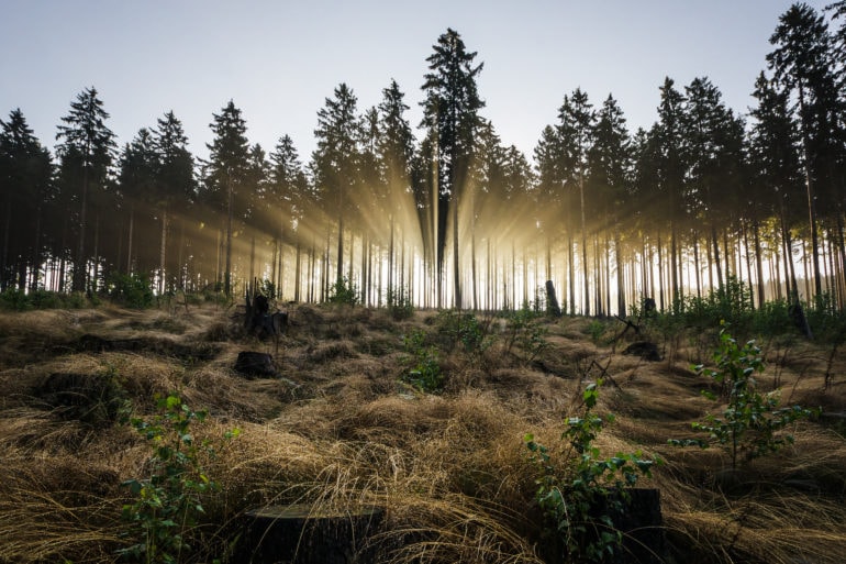 Licht strömt durch Bäume im Rothaargebirge