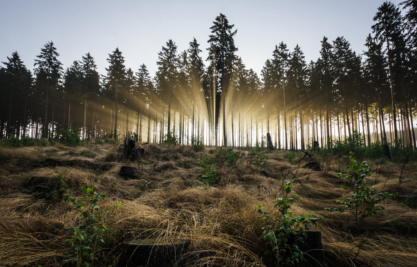 Licht strömt durch Bäume im Rothaargebirge