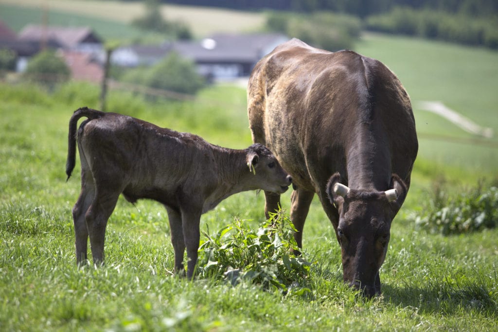 Wagyu willow Wurmannsquick on an organic farm shop in Lower Bavaria