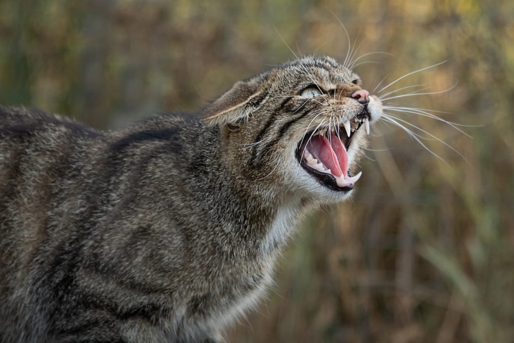 Wild cat shows its teeth