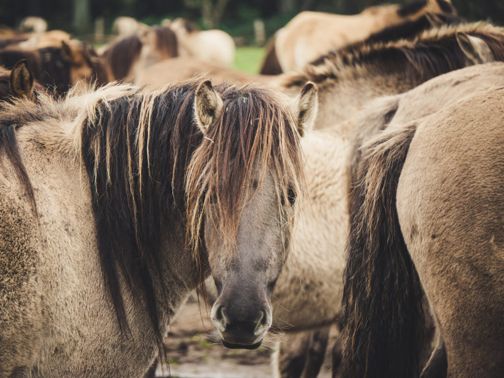 The last wild horses in Europe live in Dülmen, Germany. They have 350 hectares of retreat, but can be seen on weekends in a large meadow.