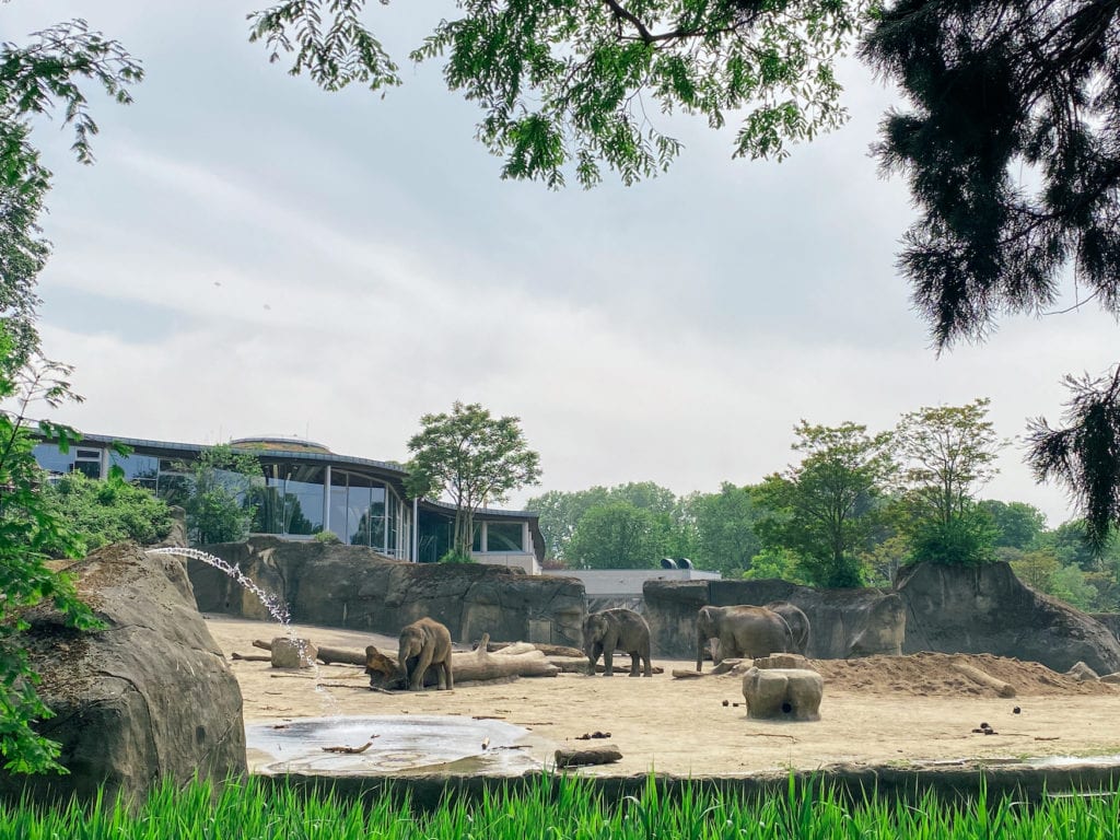 Elefantenhaus im Kölner Zoo