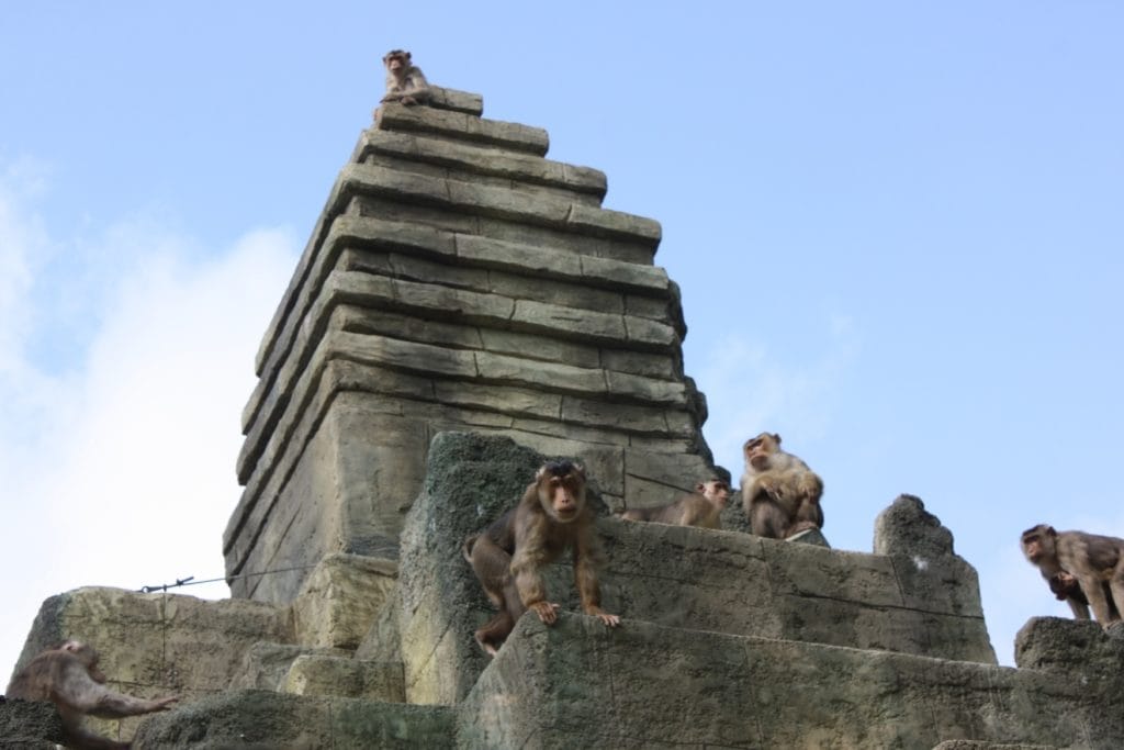Angkor Wat Monkey Temple at Osnabrück Zoo