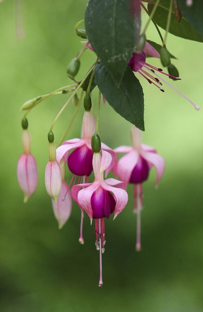 Fuchsia blossom in one of the most beautiful zoos in Germany