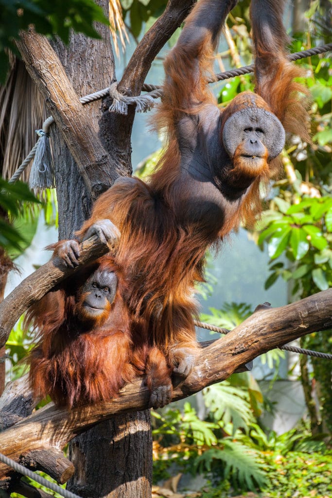 Orangutan at Hagenbeck Zoo in Hamburg