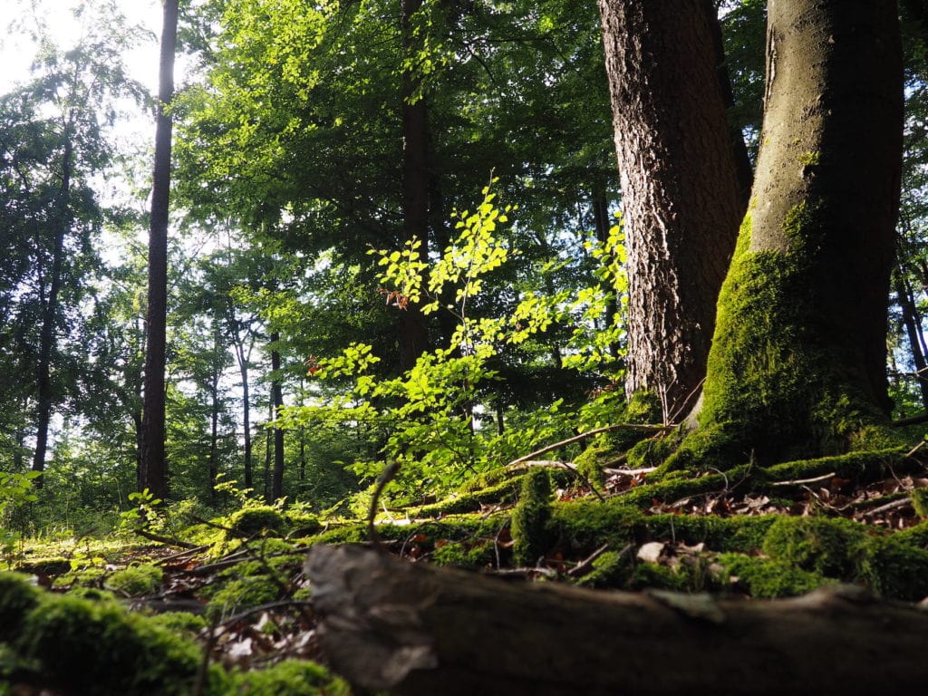 Waldbaden im Bayerischen Wald