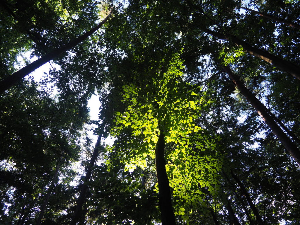 Blätterdach mit Lichtreflexionen im Bayerischen Wald