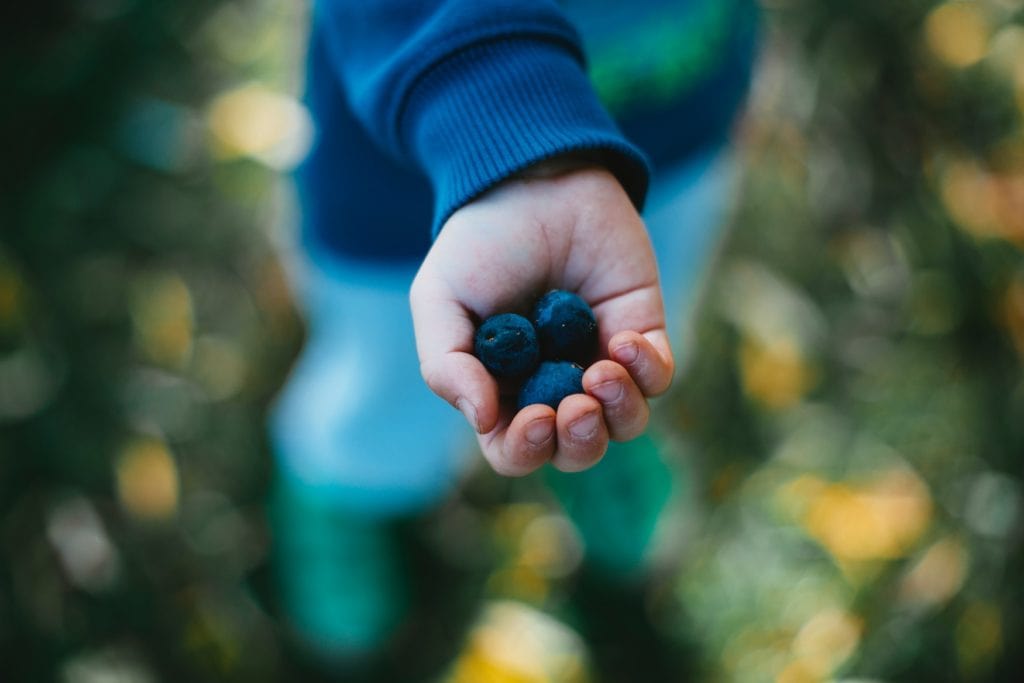 Boy holding blueberries into the camera
