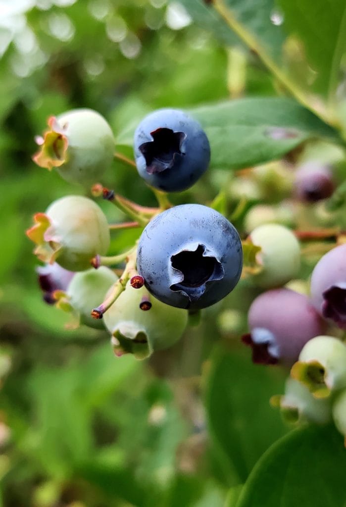 Blueberry bush in the Bavarian Forest