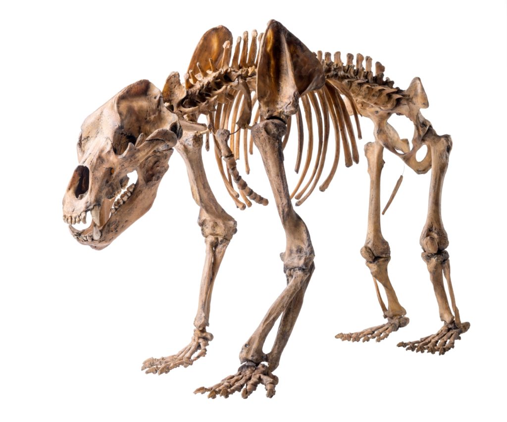 Skeleton of a cave bear