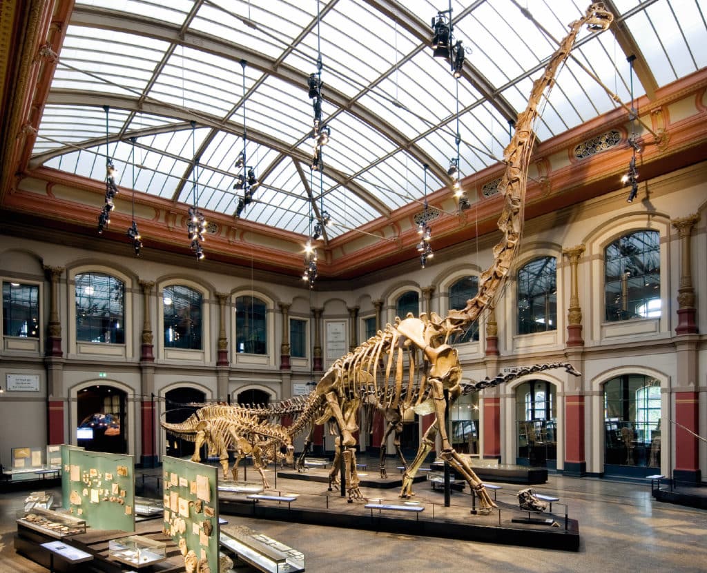 Dinosaurs in Germany can be seen at the Museum of Natural History in Berlin