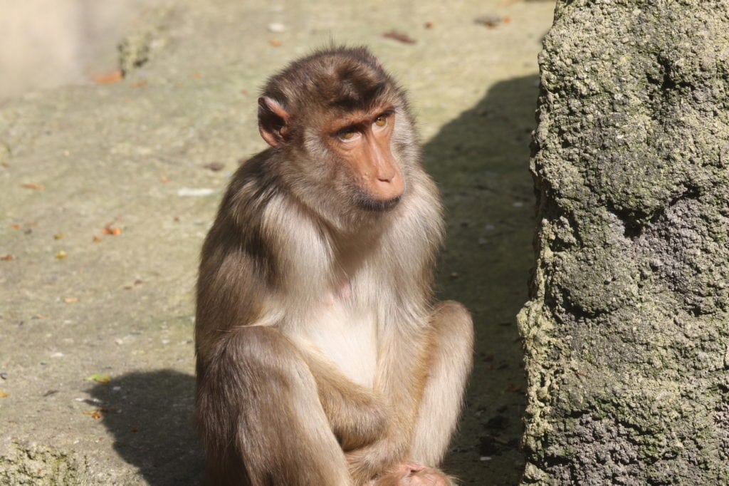 Pig-tailed macaque in an animal park in Germany