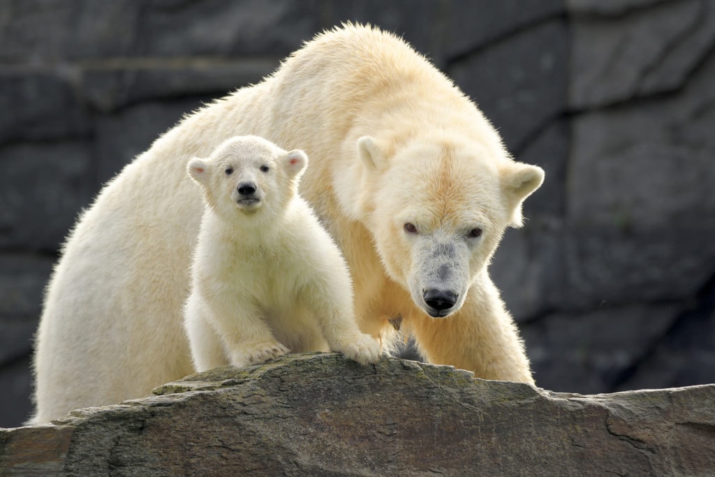 Polar bear Tonja with offspring at Berlin Zoo