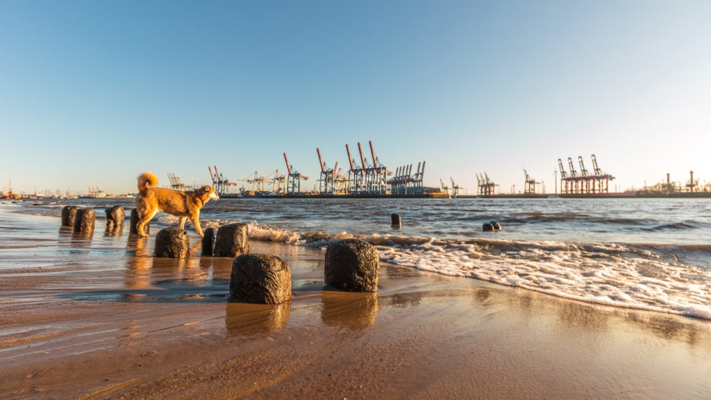 Hund spaziert am Strand im Hamburger Hafen