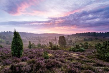 Day trips from Hamburg: A visit to Lüneburger Heide during blossom season