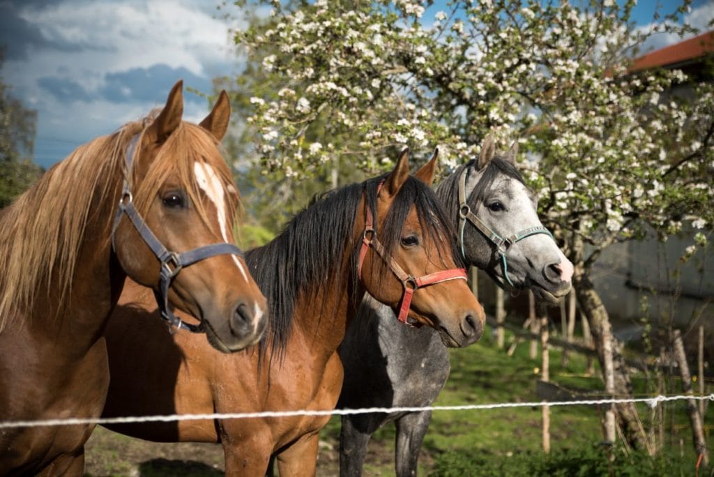Araber-Pferde auf dem Biohof Schöll in Bayern