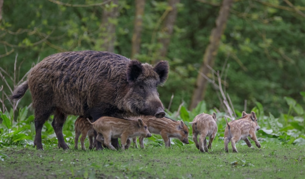 Wild pig family in Taunus Nature Park