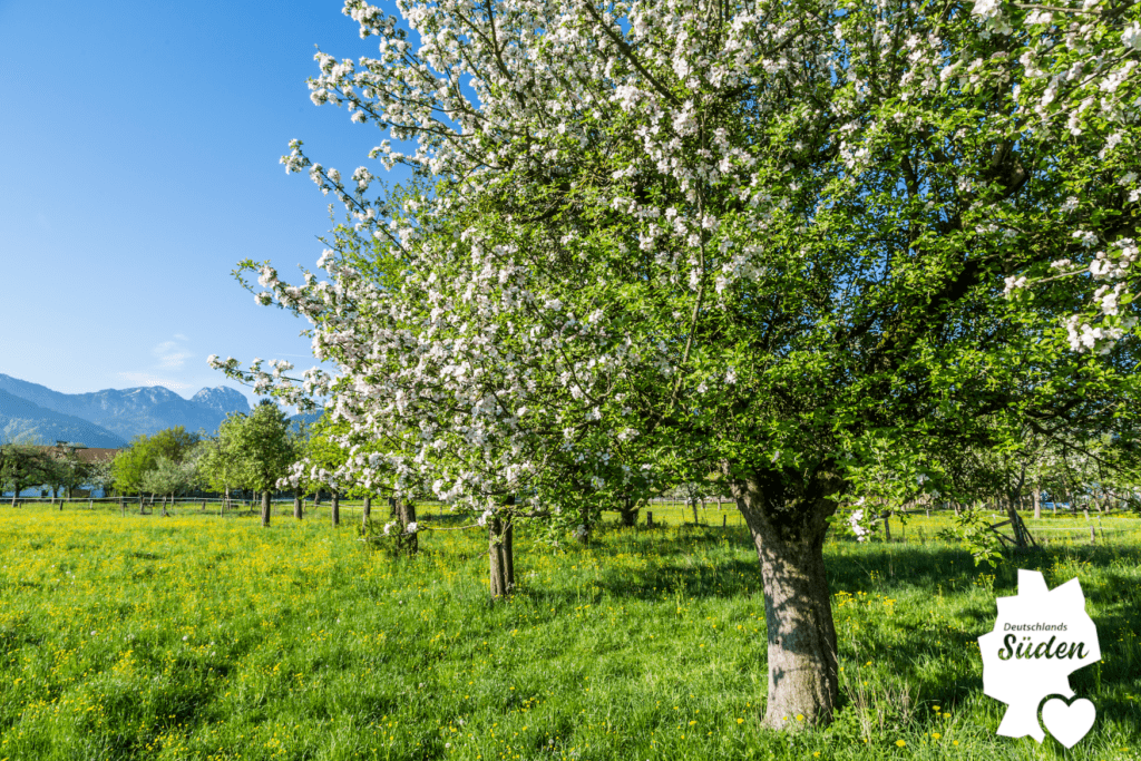 Apple tree in Bad Feilnbach in the Chiemsee-Alpenland region