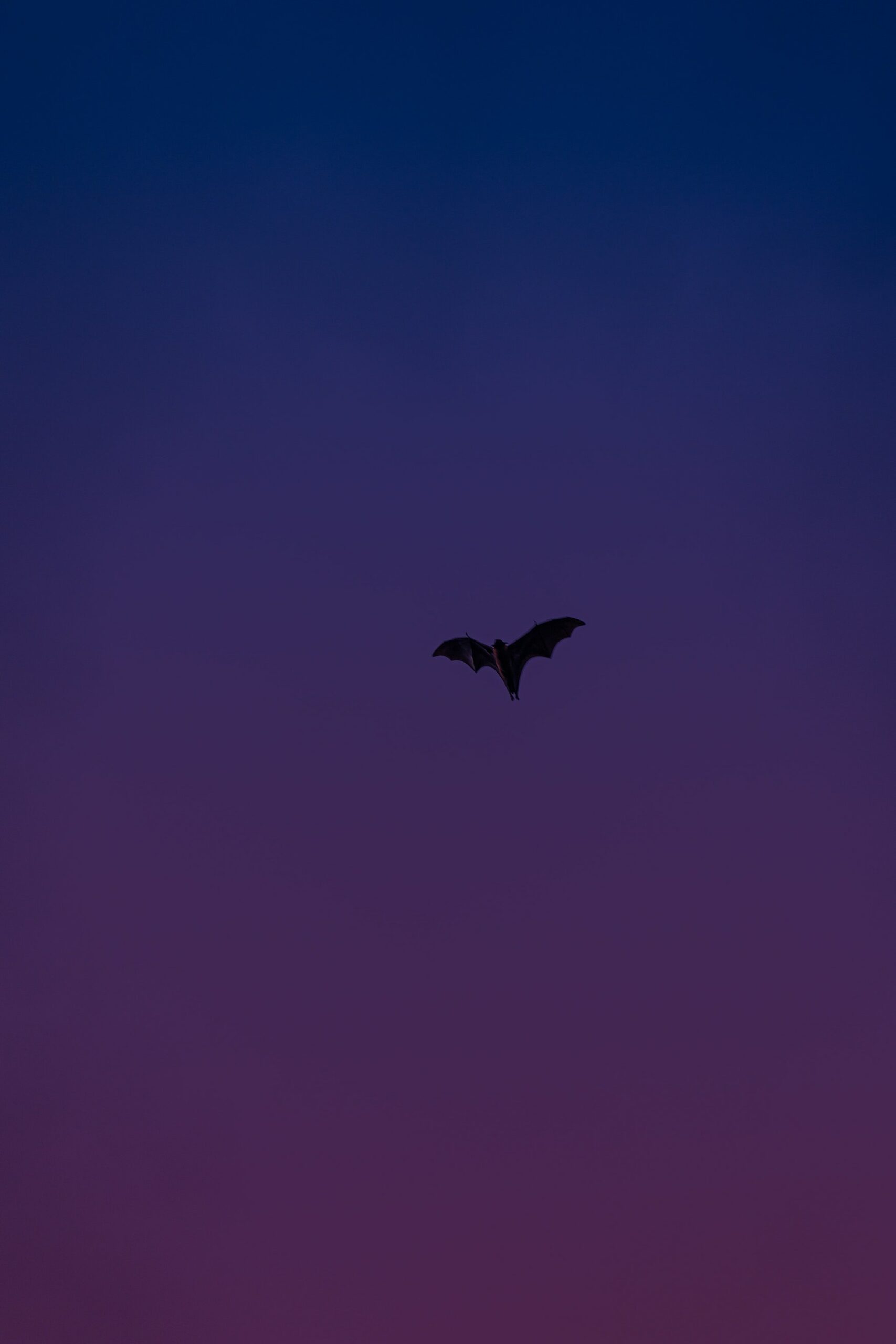 Bat at night sky in Chiemsee-Alpenland region