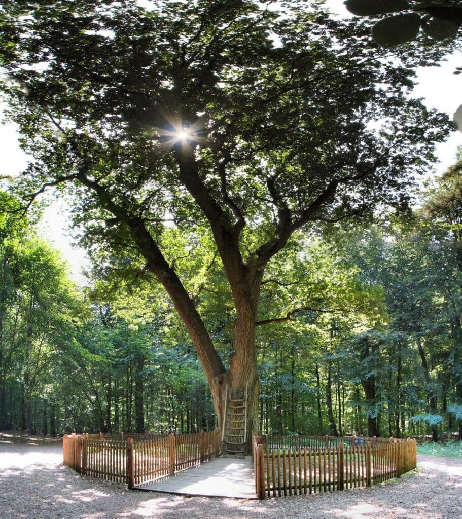 The most romantic tree in the world: groom's oak in Eutin