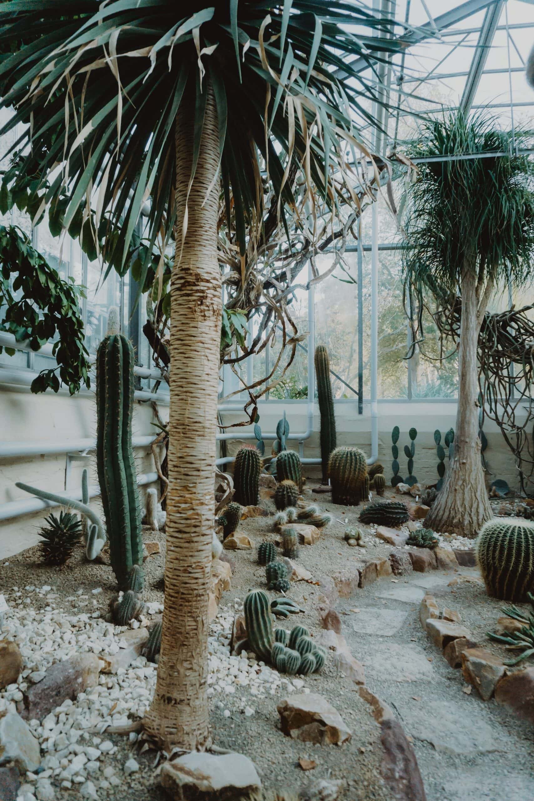 Cacti in the Botanical Garden in Braunschweig, one of our tips for the whole family
