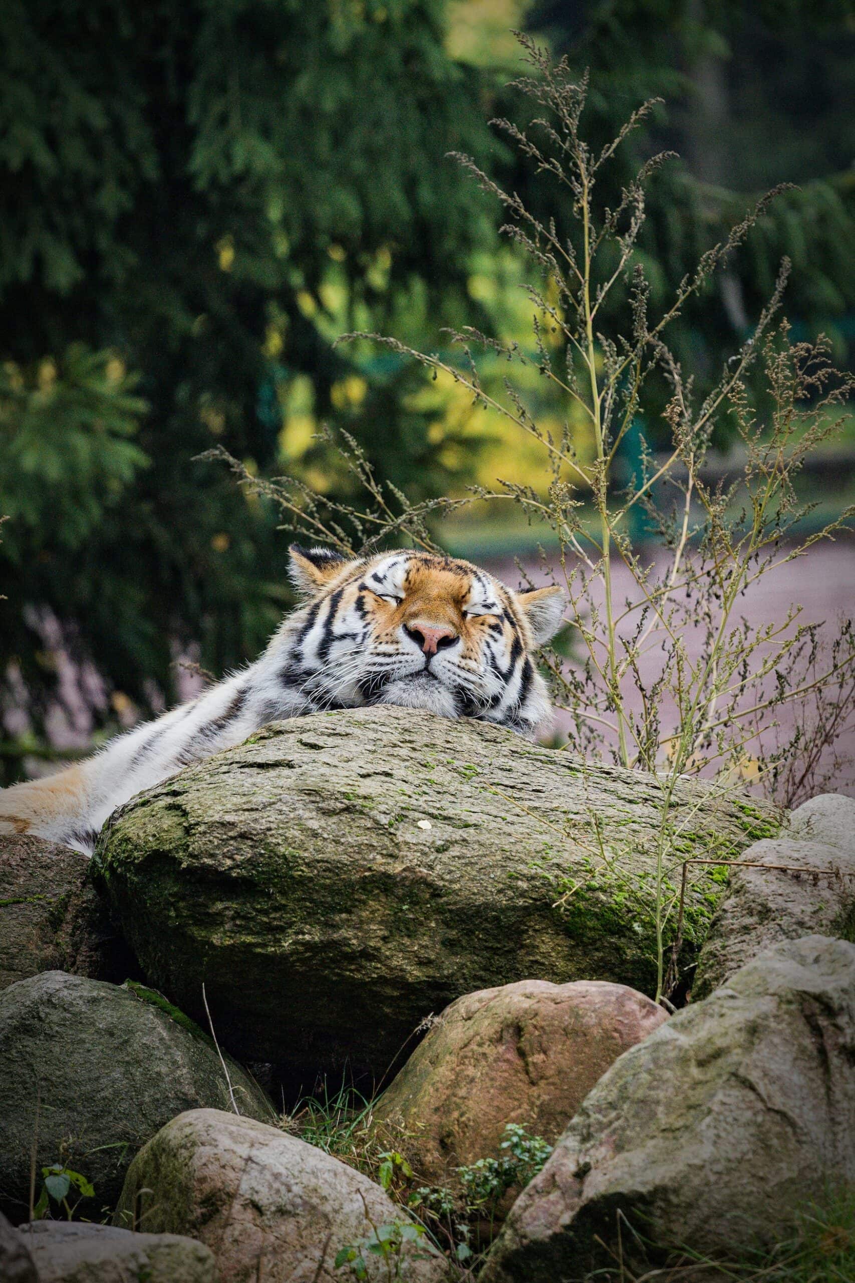 Sibirischer Tiger im Zoo in Braunschweig