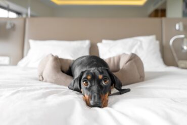 Dackel liegt im Hundebett auf einem Hotelbett und schaut direkt in die Kamera