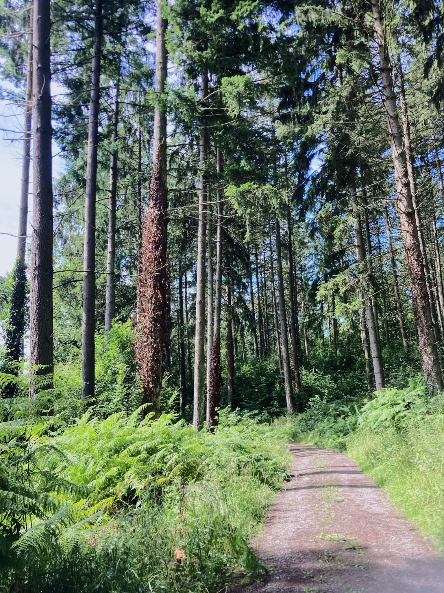 Waldweg in deutschem Wald