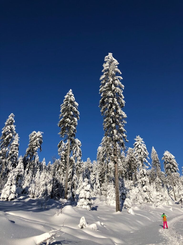 Winter activities in the Black Forest: Hiking through snow-covered landscapes