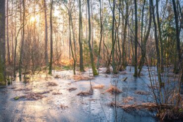 Bienwald bei Kandel in der Südpfalz im Winter