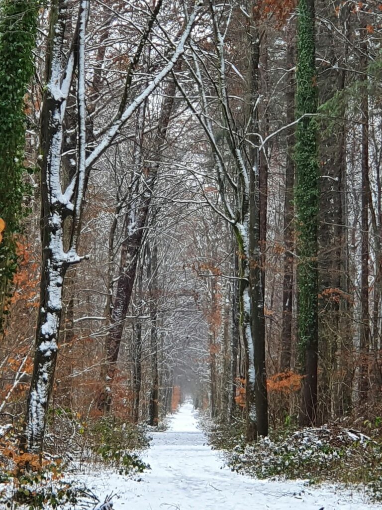 Wanderweg in Kandel in der Pfalz im Winter
