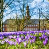 Crocus blossom in Husum in front of the castle