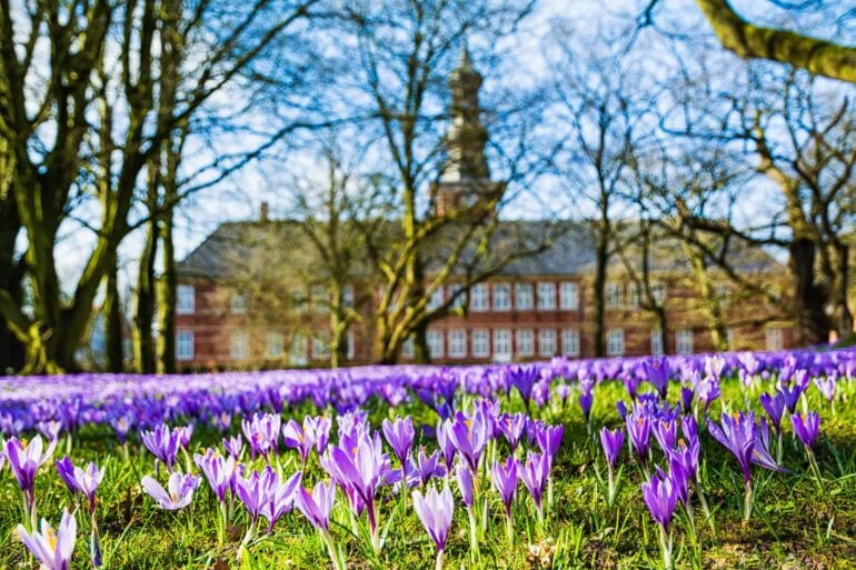 Crocus blossom in Husum in front of the castle