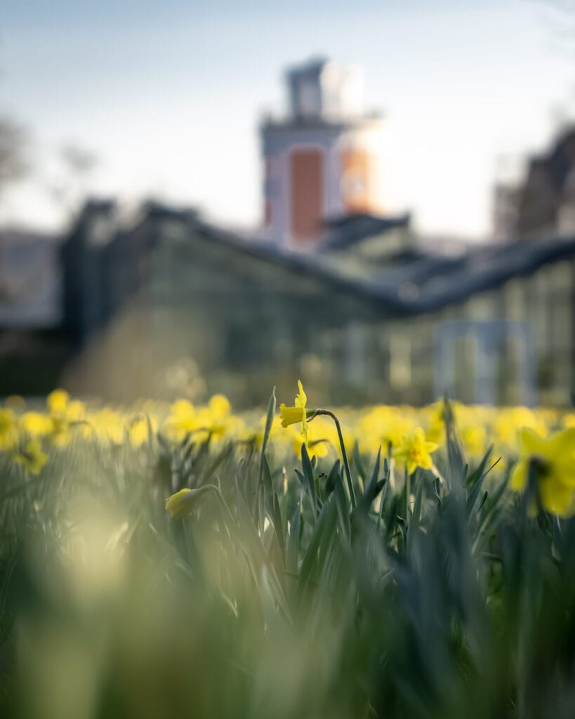 Blumenwiesen in den Hardt-Anlagen mit dem ältesten Stadtpark Deutschlands