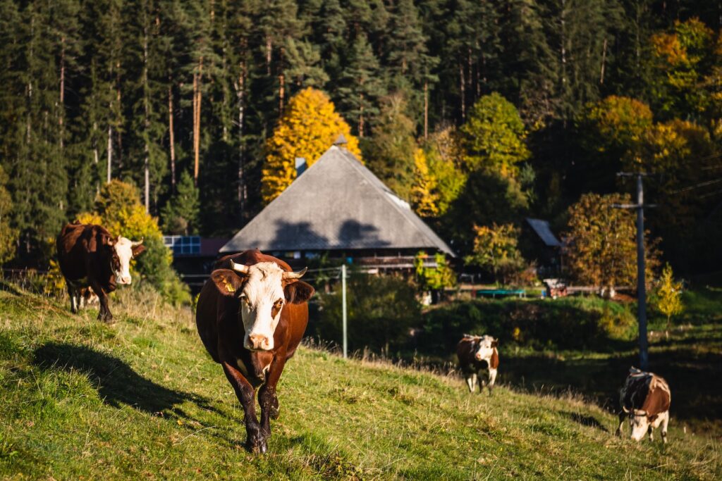 Kühe grasen auf Weide im Hochschwarzwald