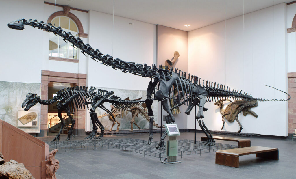 Tyrannosaurus Rex im Senckenbergmuseum in Frankfurt