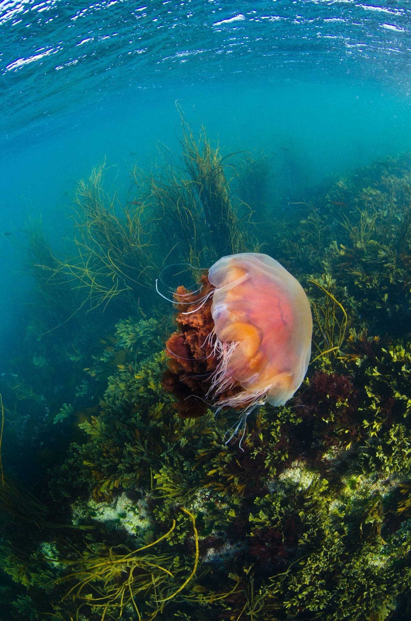 Jellyfish under water