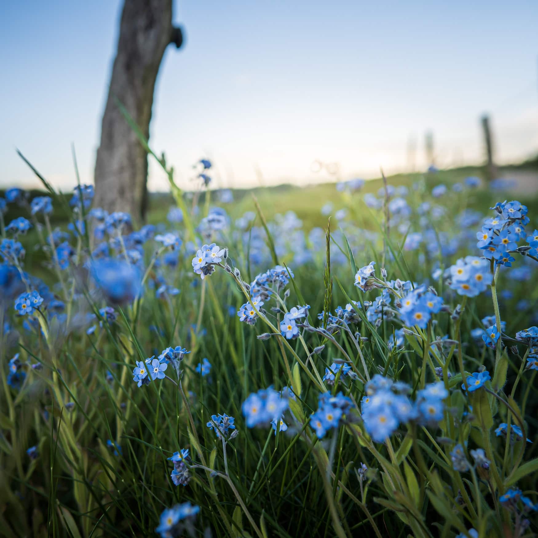 Blue flowers in a meadow