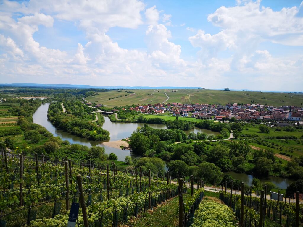 Mainschleife in Germany, view from castle Vogelsberg near Volkach onto the river Main and the beautiful wine area