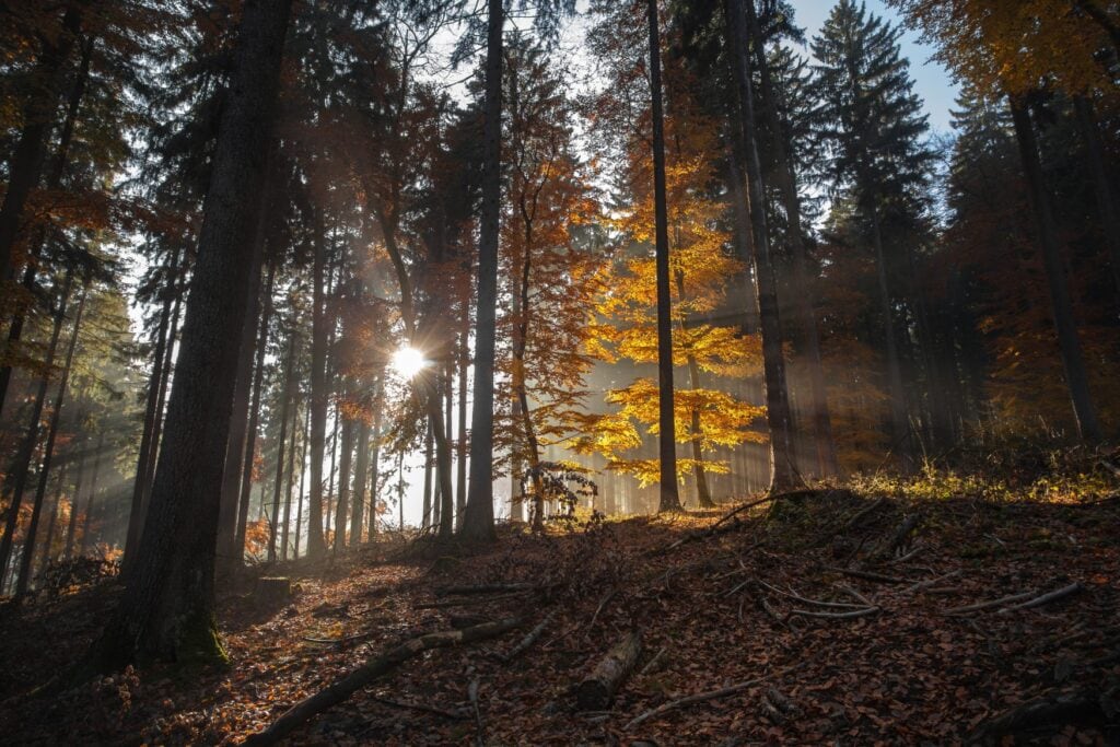 Durch einen dichten Waldabschnitt im Taunus fällt die tief stehende Herbstsonne in Richtung Betrachter