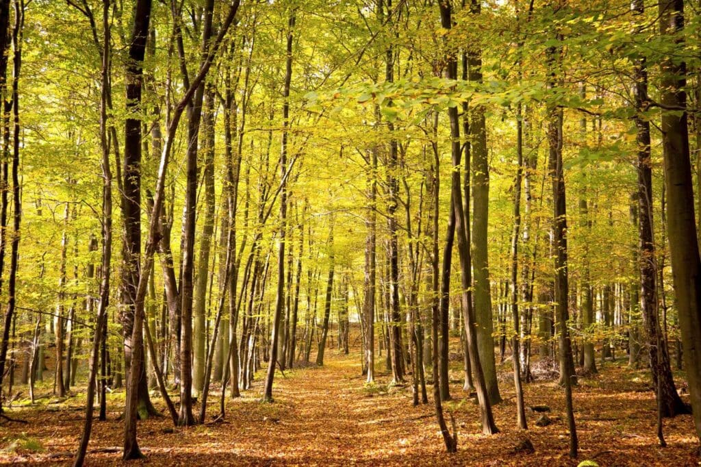 Ein Pfad durch den herbstlichen Buchenwald Grumsin