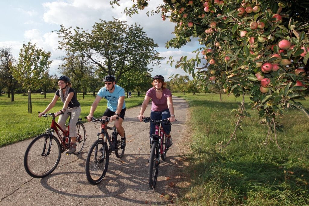 Fahrradtour entlang von Apfelbäumen