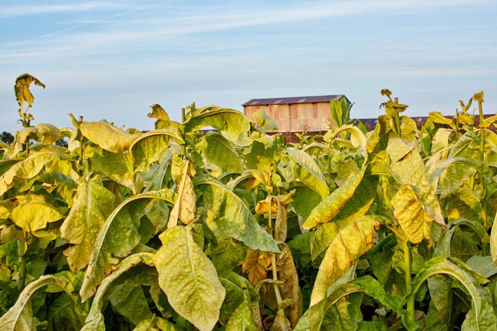 Eines der größten Tabakanbaugebiete in Deutschland liegt in Rheinland-Pfalz