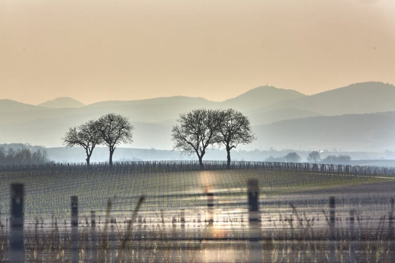 Südpfalz - Landschaft mit Sicht auf den Pfälzerwald