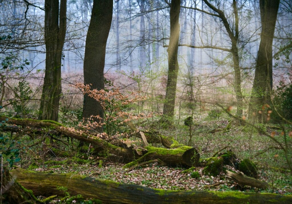 Diesiges Sonnenlicht scheint durch den herbstlichen Urwald Hasbruch