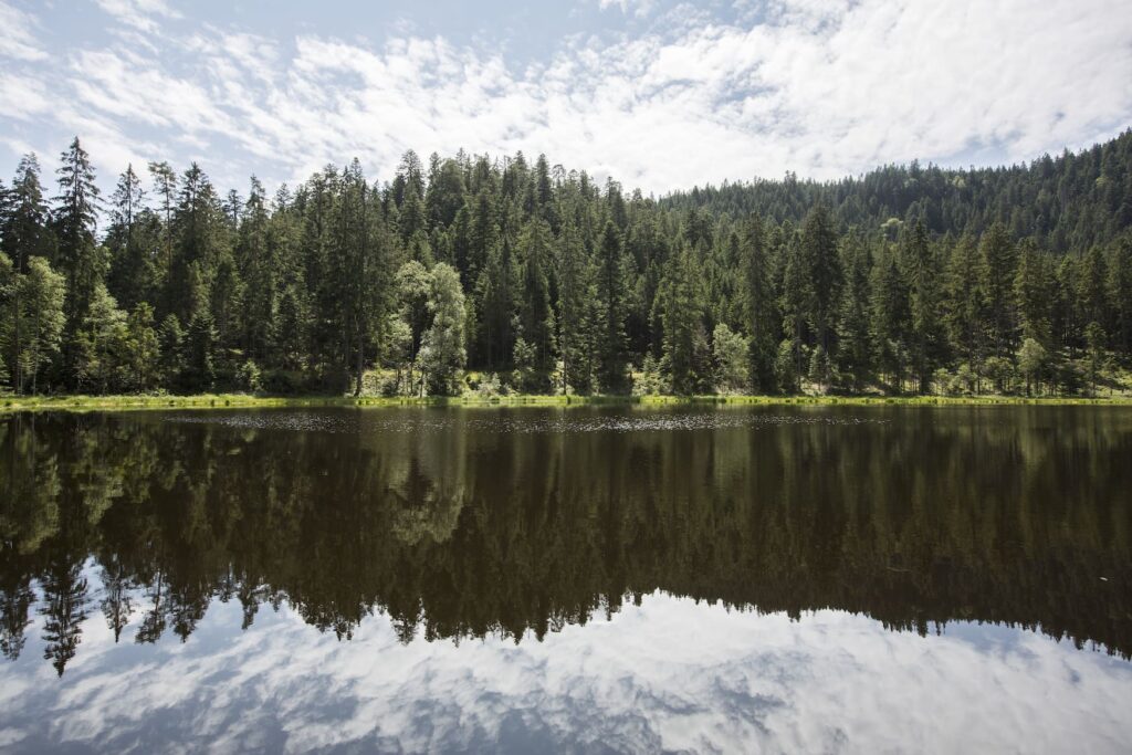 Lake at the edge of a forest in Baden-Württemberg