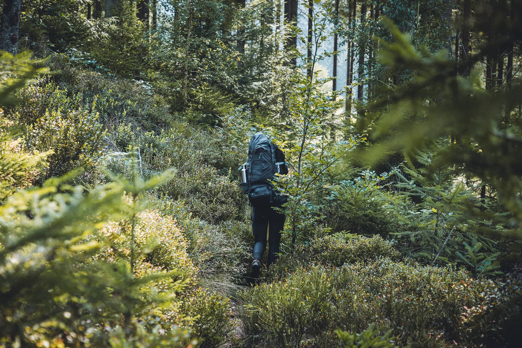 Person with backpack hikes through the Black Forest