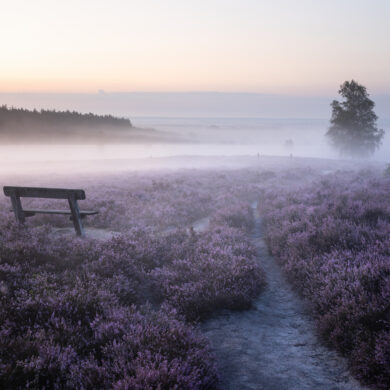 Lüneburger Heide zum Sonnenaufgang